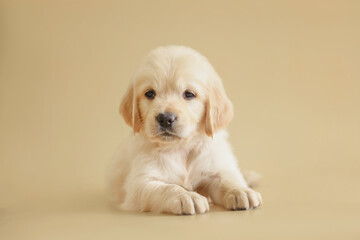 dog golden retriever puppy on a beige background 