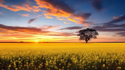 sunset over the field