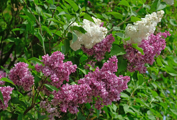 Colorful lilac blooms in spring in the park