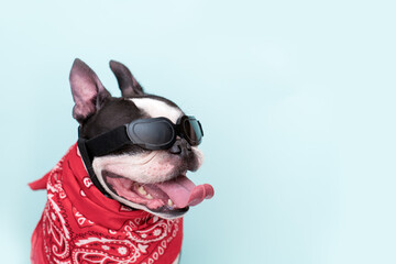 Boston Terrier in sunglasses and a fashionable cool bandana around his neck with his tongue hanging...