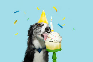 Portrait border collie dog celerbating birthday with a colorful cup cake. Isolated on blue pastel background with confetti falling