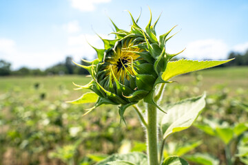 Young growing sunflower in the farm in summer