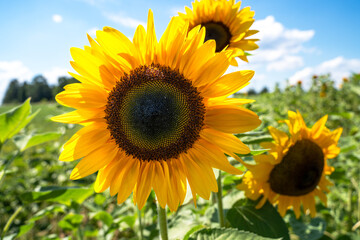 Sunflowers in summer in the farm 