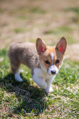 white and ginger corgi puppy walking on the grass