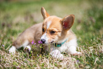 white and ginger corgi puppy laying down on the grass smelling flowers © Yanina