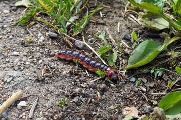 Big caterpillar in nature. It has orange flanks and a black stripe down its back.