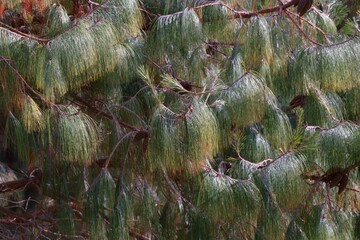 close up of bhutan pine needles