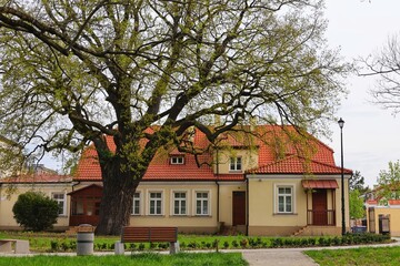An old oak in front of the family house of the poet Wladysław Broniewski in Plock, Poland