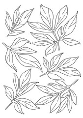 contour vector drawing of peony leaves