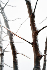 After the snowfall, the tree branches and leaves are missing. It looks beautiful on the branch. Other tree branches are indistinct in the background. 