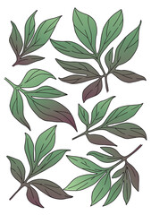 vector drawing of green peony leaves with gradient fill