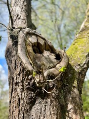 Heart on a tree in the spring forest. The concept of love. Closeup of a young green sprout growing on a tree trunk