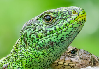 Zauneidechse (Lacerta agilis) Männchen und Weibchen
