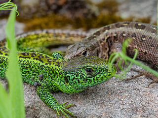 Zauneidechse (Lacerta agilis) Männchen und Weibchen
