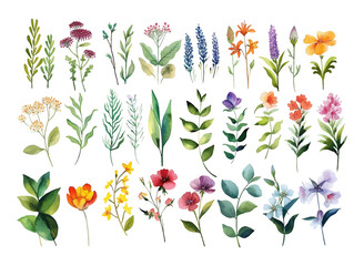 Set of floral branch elements. Flowers and green leaves. Wedding with floral poster, invite. Vector arrangements for greeting card or invitation design vector illustration