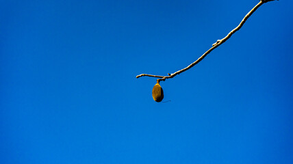 Natureza Cachoeiras Árvores Chapada dos Veadeiros Goiás Brasil Paisagem Beleza Cênica Aventura Trilhas Parque Nacional Conservação Biodiversidade Rios Riachos Flora Brasil Maravilhas Naturais Explorar