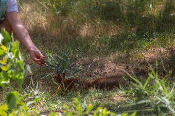 Close-up view of small young cute Eurasian red squirrel (Sciurus vulgaris) taking hazelnut from person's hand on ground in pine forest or park in sunny summer day. Soft focus. Wild animals care theme.