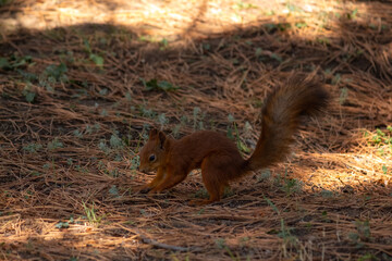Close-up view of small young cute Eurasian red squirrel (Sciurus vulgaris) searching for food and nuts on ground in pine forest or park in a sunny summer day. Soft focus. Beautiful animals theme.