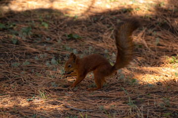 Close-up view of small young cute Eurasian red squirrel (Sciurus vulgaris) searching for food and nuts on ground in pine forest or park in a sunny summer day. Soft focus. Beautiful animals theme.