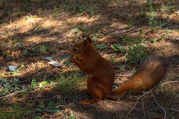 Close-up view of small young cute Eurasian red squirrel (Sciurus vulgaris) standing with hazelnut on ground in pine forest or park in a sunny summer day. Soft focus. Beautiful animals theme.