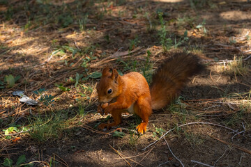 Close-up view of small young cute Eurasian red squirrel (Sciurus vulgaris) standing with hazelnut on ground in pine forest or park in a sunny summer day. Soft focus. Beautiful animals theme.