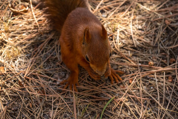 Close-up view of small young cute Eurasian red squirrel (Sciurus vulgaris) standing with hazelnut on ground in pine forest or park in a sunny summer day. Soft focus. Beautiful animals theme.