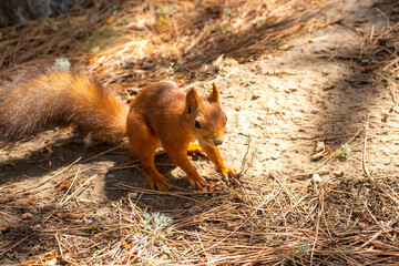 Close-up view of small young cute Eurasian red squirrel (Sciurus vulgaris) searching for food and nuts on ground in pine forest or park in a sunny summer day. Soft focus. Beautiful animals theme.