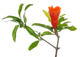 Pomegranate flower, fruit blossoming isolated on white, clipping