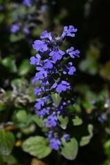 Obraz premium Ajuga flowers. Lamiaceae perennial plants. Produces numerous lip-shaped bluish-purple flowers in spring on creeping stems.