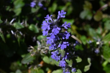 Ajuga flowers. Lamiaceae perennial plants. Produces numerous lip-shaped bluish-purple flowers in spring on creeping stems.