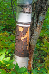 Eroding Birch Bark in the Sun