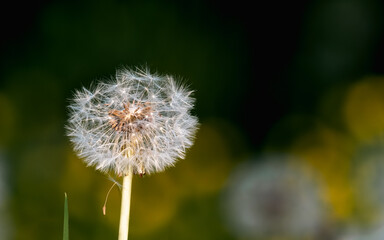 Dandelion head in the sunlight with the blurred background