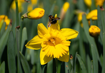 Yellow Daffodil with a bumble bee on it 