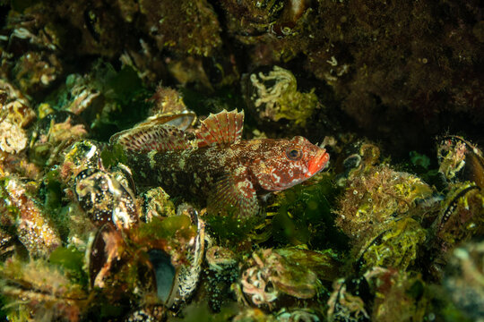 Tripterygion tripteronotus among mussels underwater