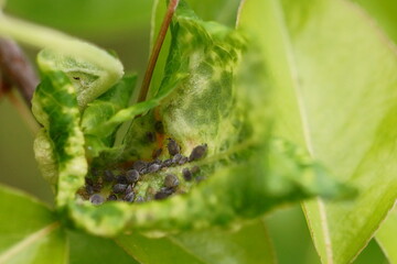 Inside an apple blister or apple gall; macro photo of whit aphids infestation