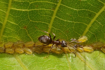 The symbiotic relationship between ants and aphids; macro photography