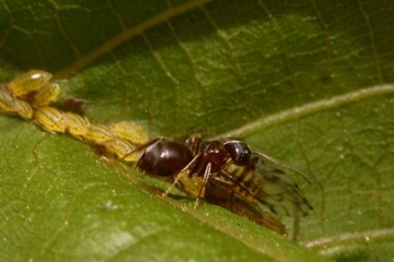 The symbiotic relationship between ants and aphids; macro photography