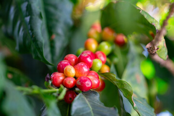 Obraz premium Cafezeiro carregado de café 