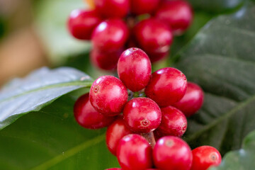 Cafezeiro carregado de café	
