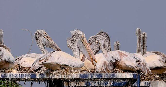 Spot billed Pelican birds , Mascot of Uppalapadu bird sanctuary in Andhra Pradesh, India.
