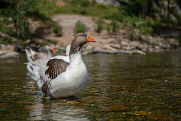 Domestic goose, close-up, blurred background.