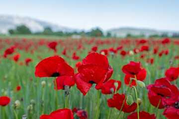 Landscape of a wonderful Red poppies flower field. Nature concept.