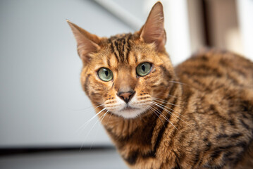 Portrait of a Bengal cat in the apartment on a scratching post