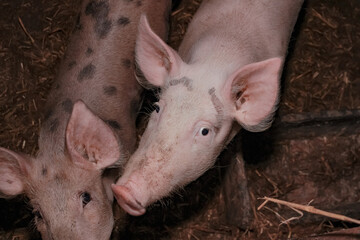 portrait of two funny pigs looking up. pigs in a pigsty look at the camera. from above, top view....