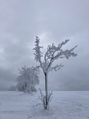 Fototapeta na wymiar Frostiger Baum
