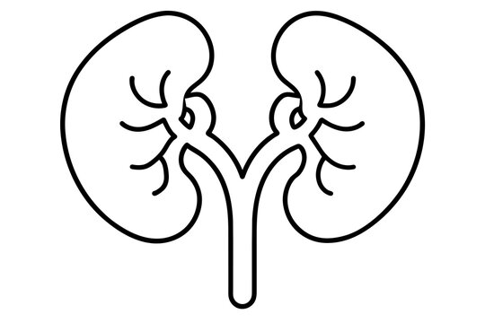 recommend clip art: kidneys line art silhouette illustration