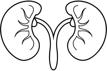 kidneys line art silhouette illustration