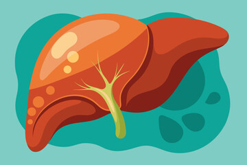 liver vector illustration