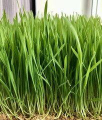 Close-up of cultivation of wheat microgreens in plastic containers. For cultivation of microgreens are created special lighting and microclimate on shelves of home farm