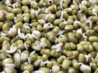 Sprouted mung beans microgreens in germinator at home. Concept of diet, vegetarianism, vegan, healthy products and proper nutrition. Close-up